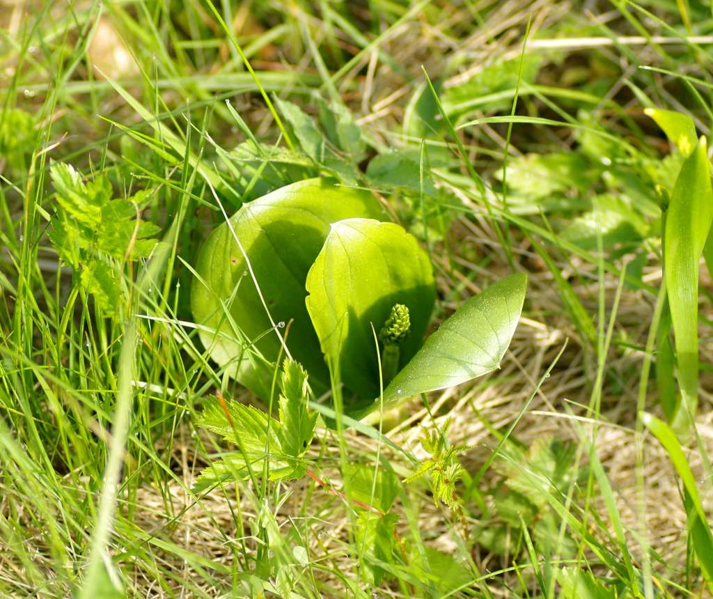 IMGP3840-1024~1.jpg