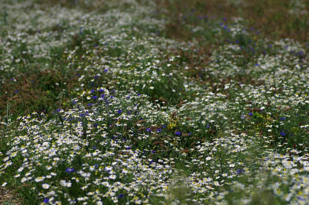 IMGP3845-1024~1.jpg