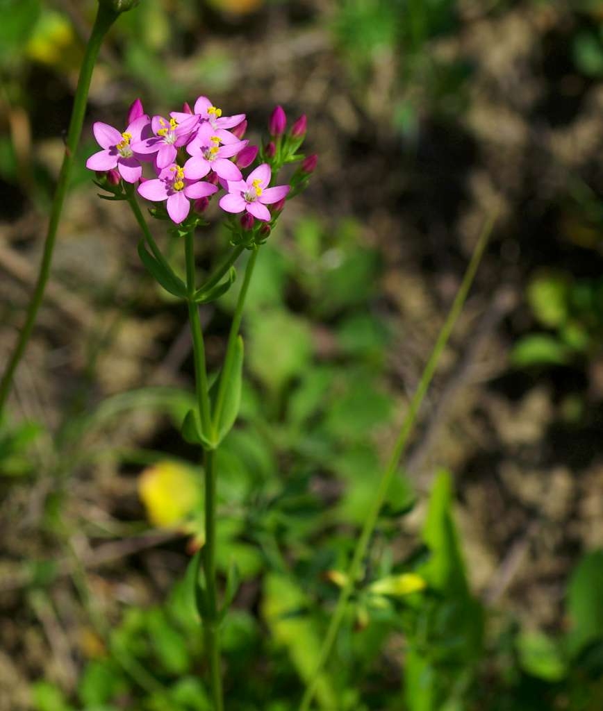 IMGP3853-1024~0.jpg
