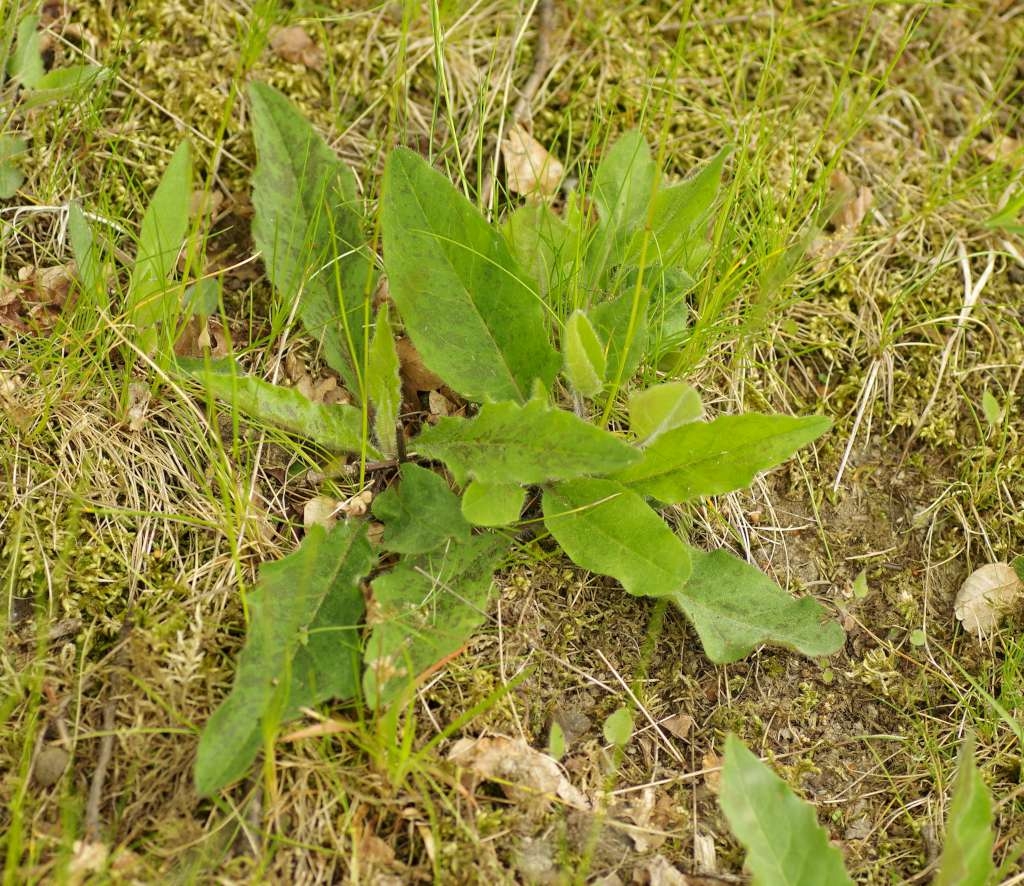 IMGP3859-1024~4.jpg