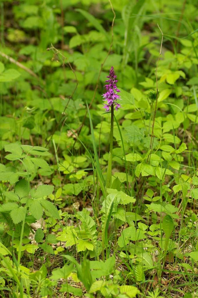 IMGP3864-1024~4.jpg