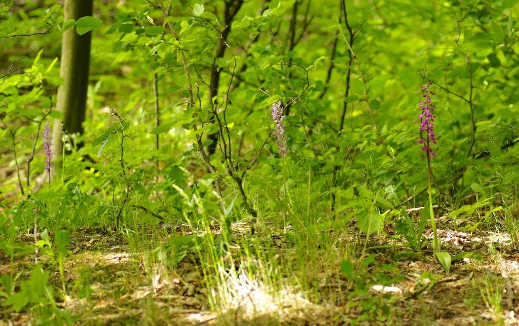 IMGP3867-1024~2.jpg