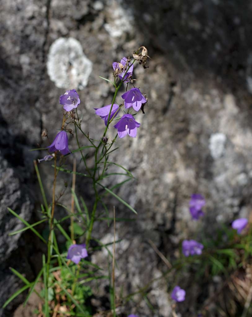 IMGP3874-1024~1.jpg