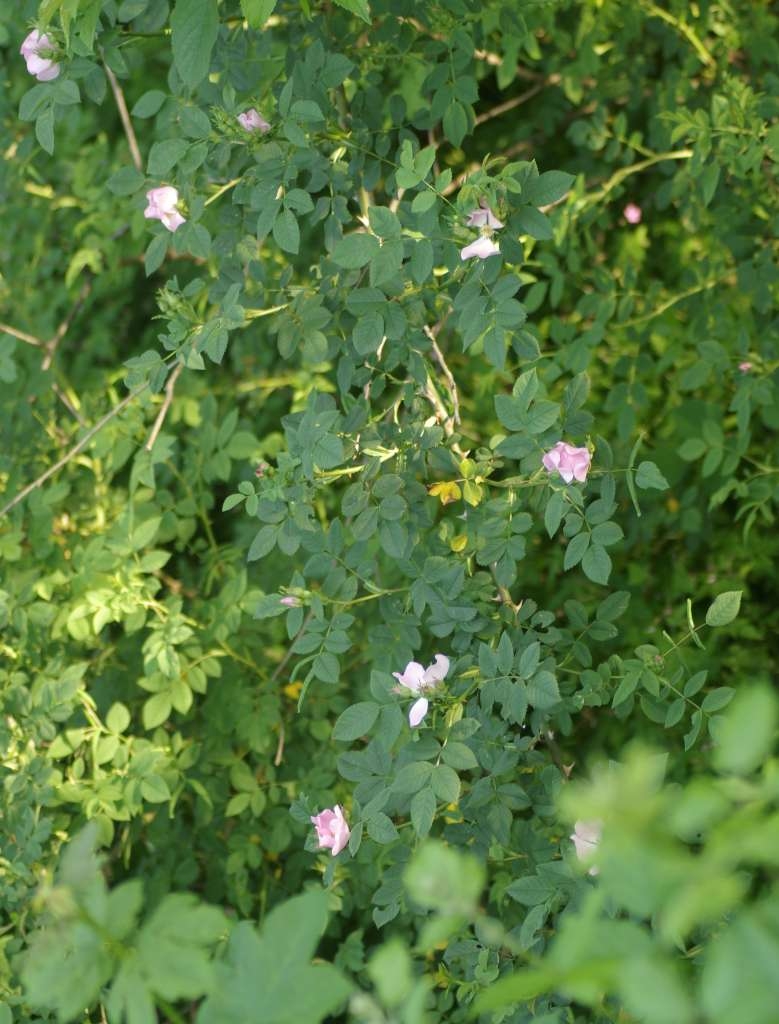 IMGP3929-1024~3.jpg