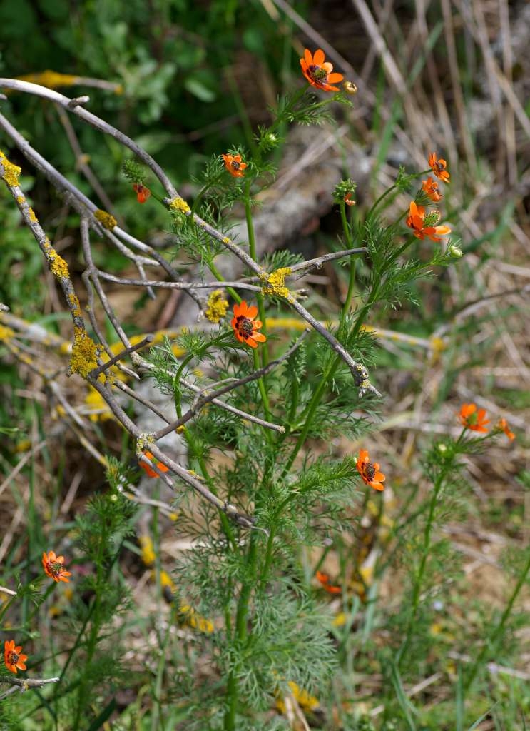IMGP3949-1024~2.jpg