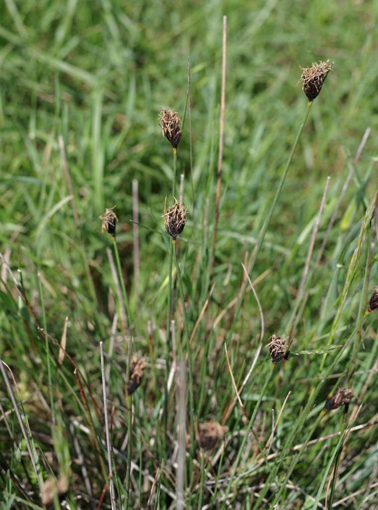 IMGP3953-1024~1.jpg