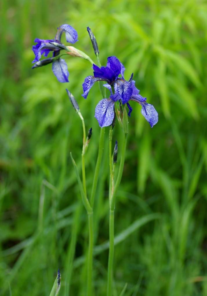 IMGP3956-1024~3.jpg