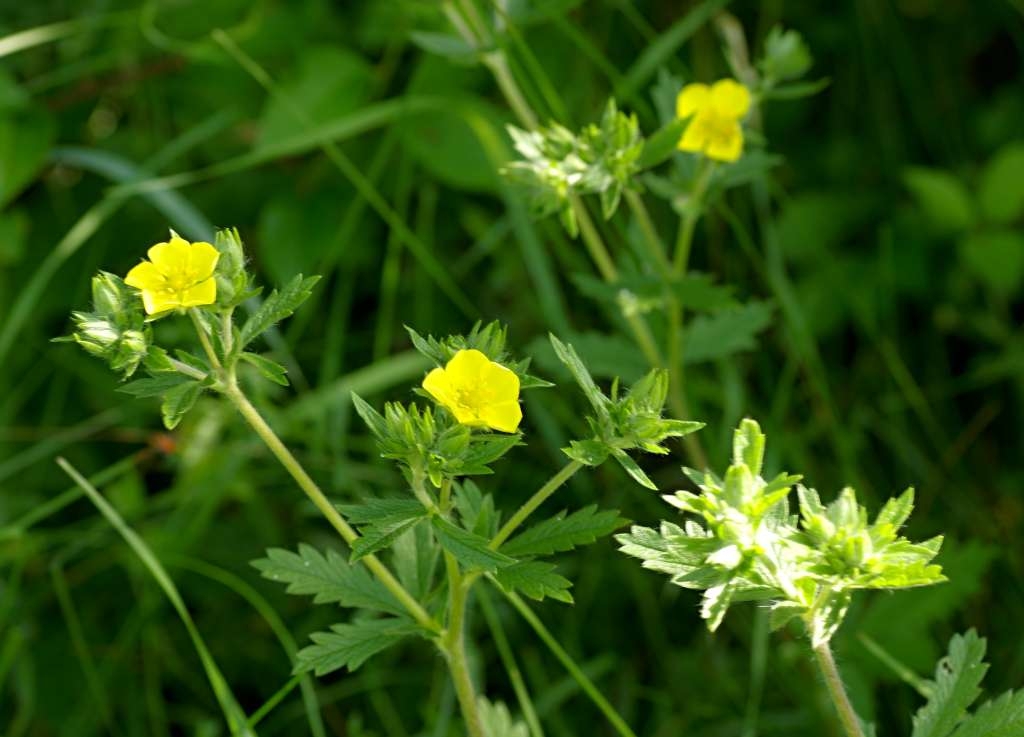IMGP3968-1024~3.jpg