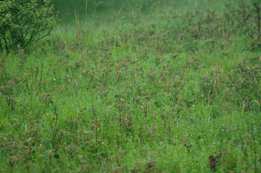 IMGP3974-1024~2.jpg