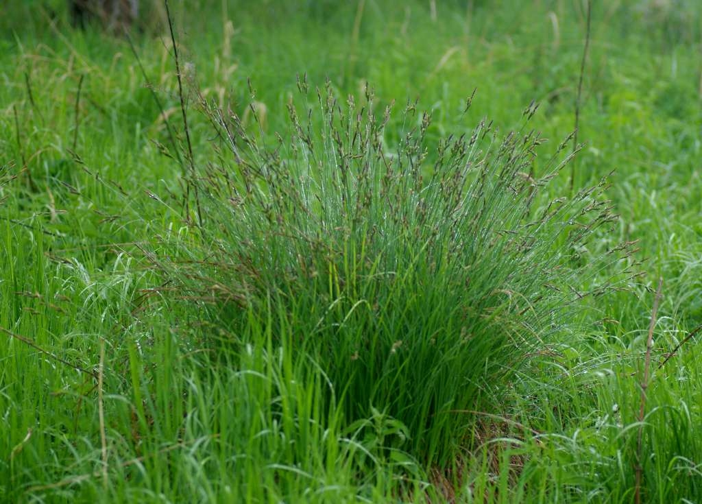 IMGP3975-1024~5.jpg