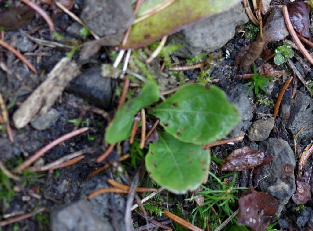 IMGP3980-1024~2.jpg