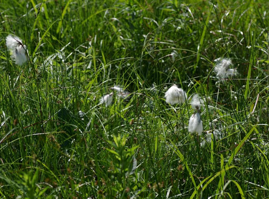 IMGP3990-1024~2.jpg