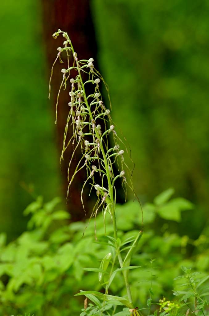 IMGP4001-1024~0.jpg