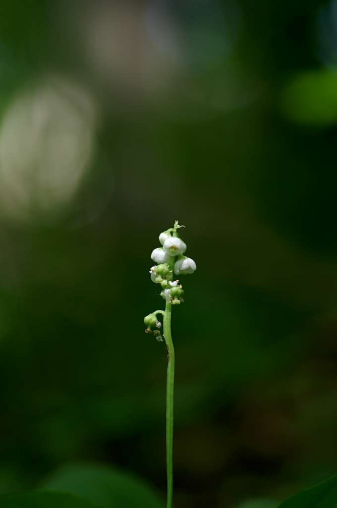 IMGP4015-1024~1.jpg