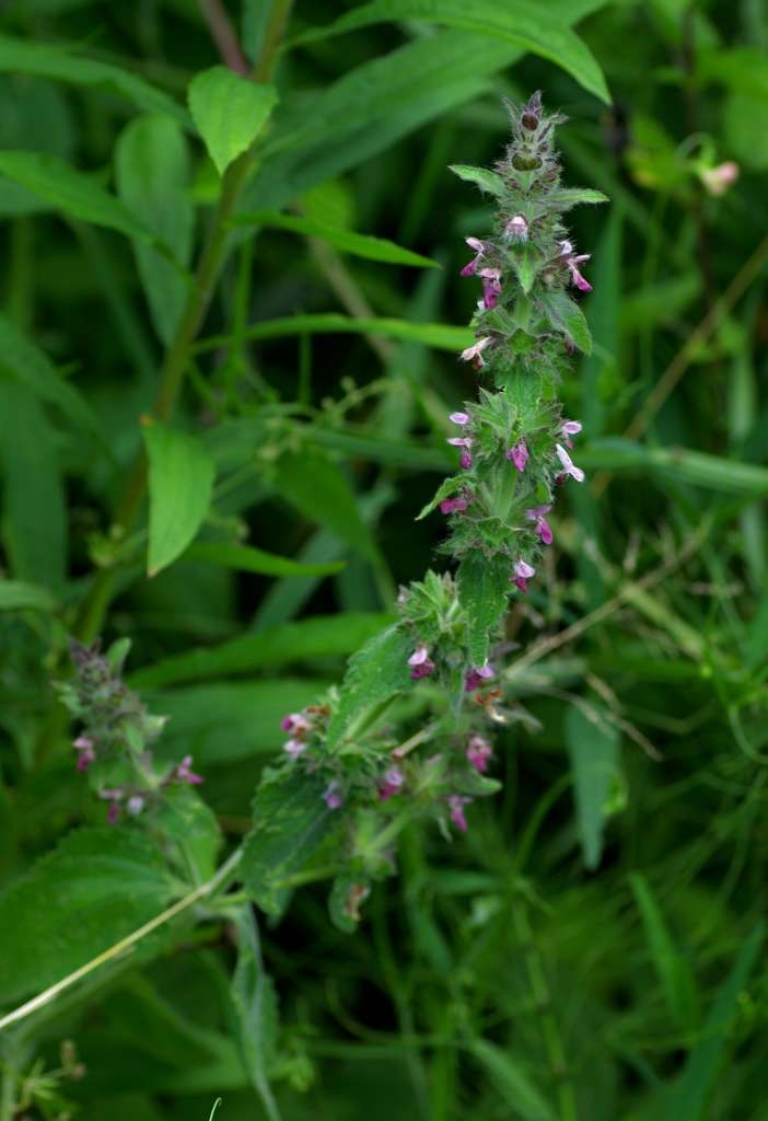 IMGP4017-1024.jpg