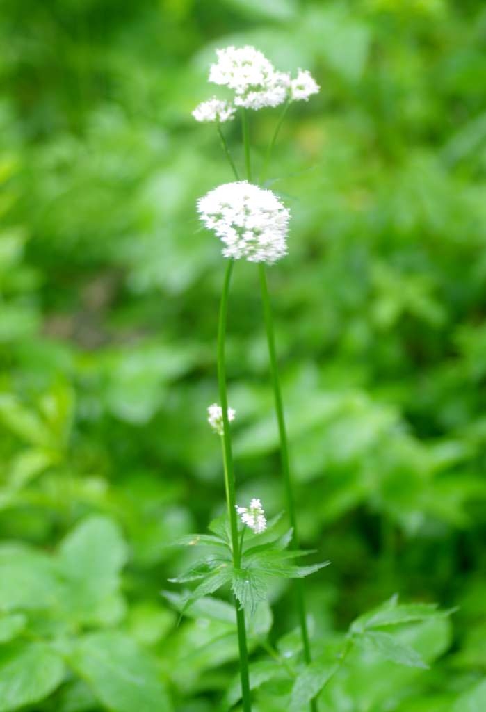 IMGP4017-1024~2.jpg