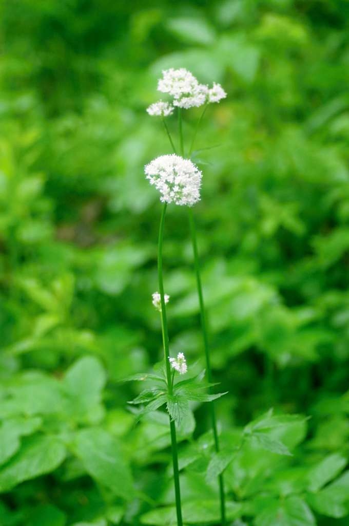IMGP4019-1024~1.jpg