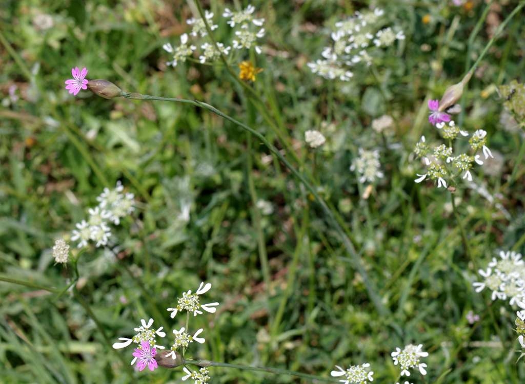 IMGP4030-1024~1.jpg