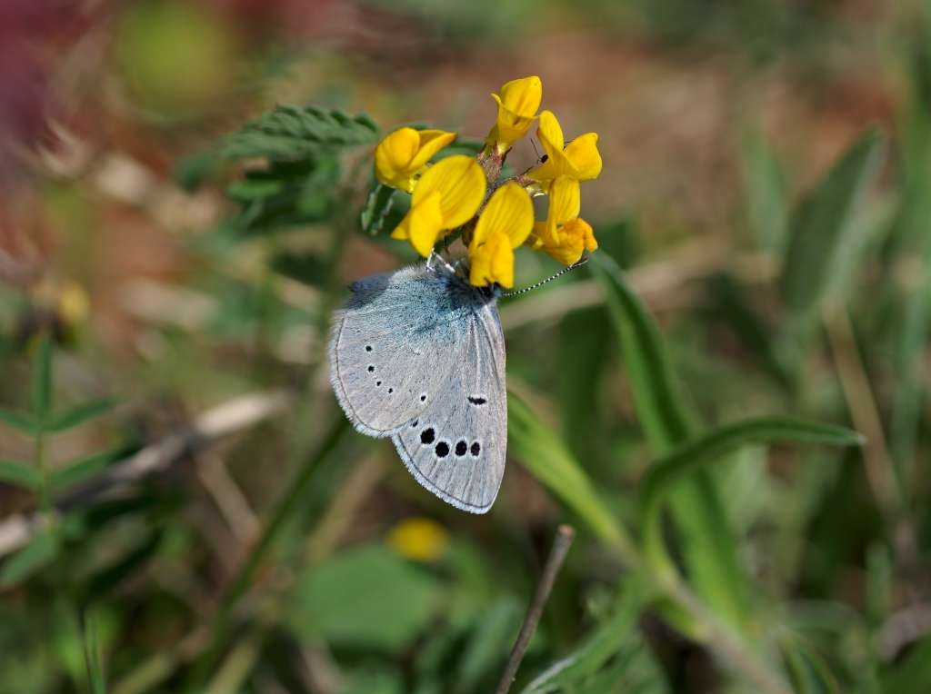 IMGP4069-1024~1.jpg