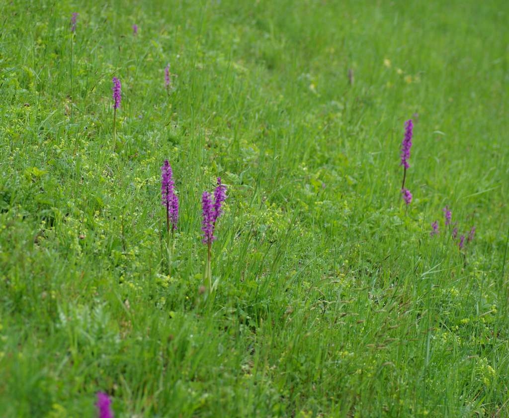 IMGP4082-1024~2.jpg