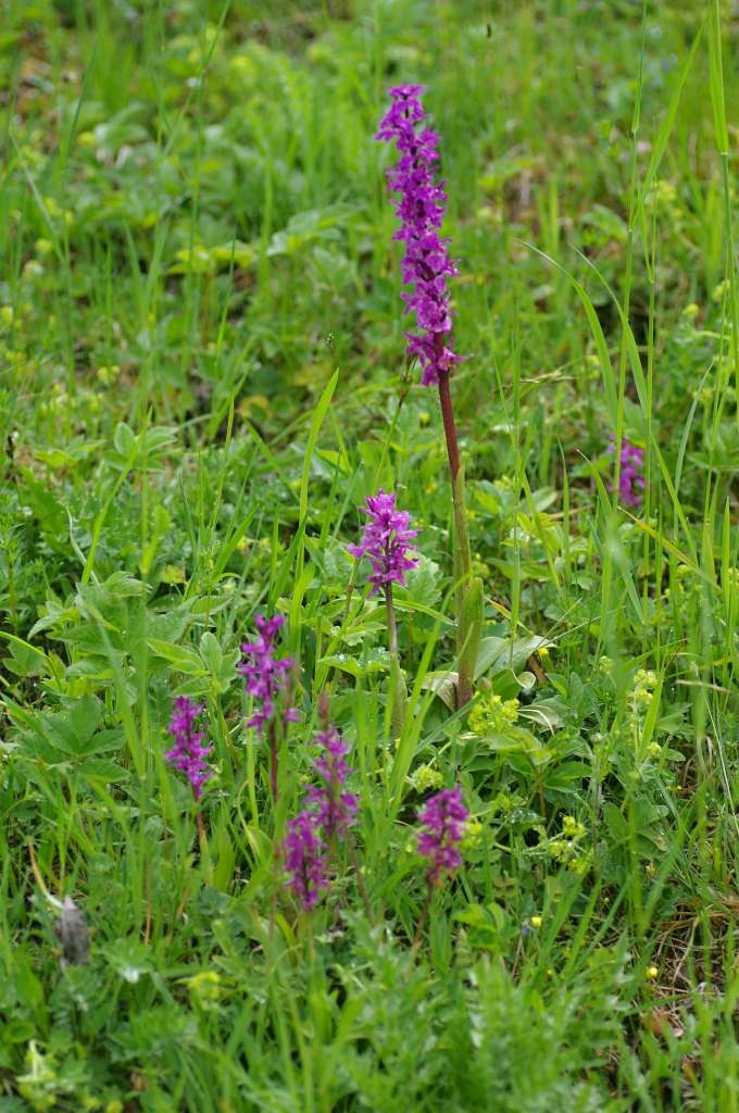 IMGP4084-1024~3.jpg