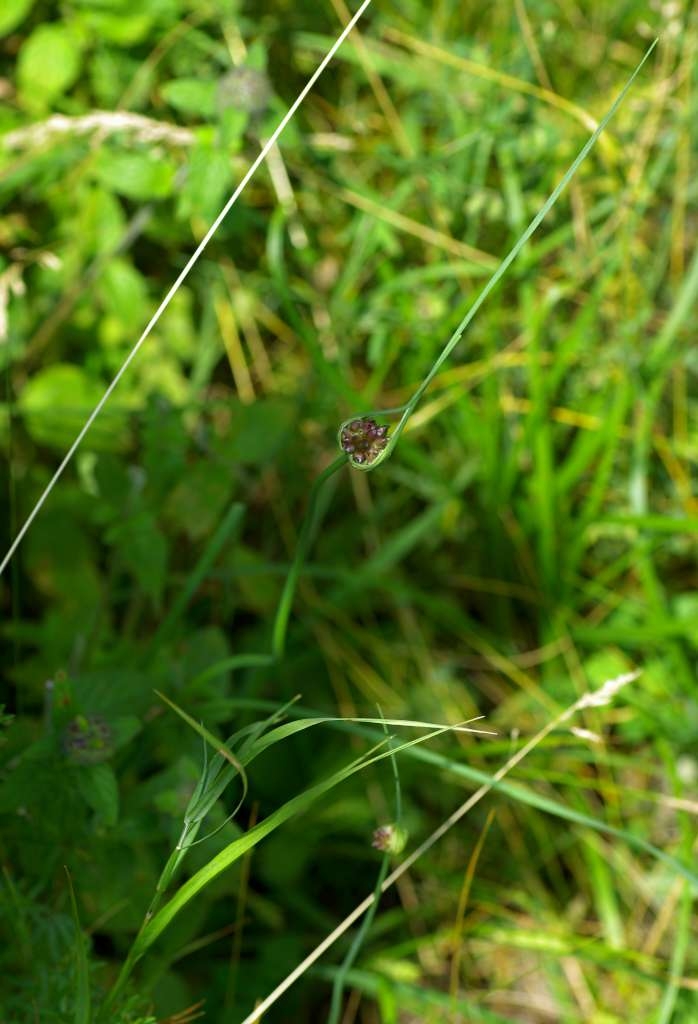 IMGP4085-1024~1.jpg