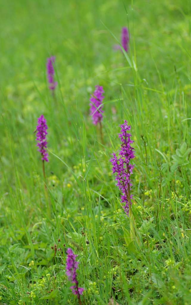 IMGP4085-1024~5.jpg