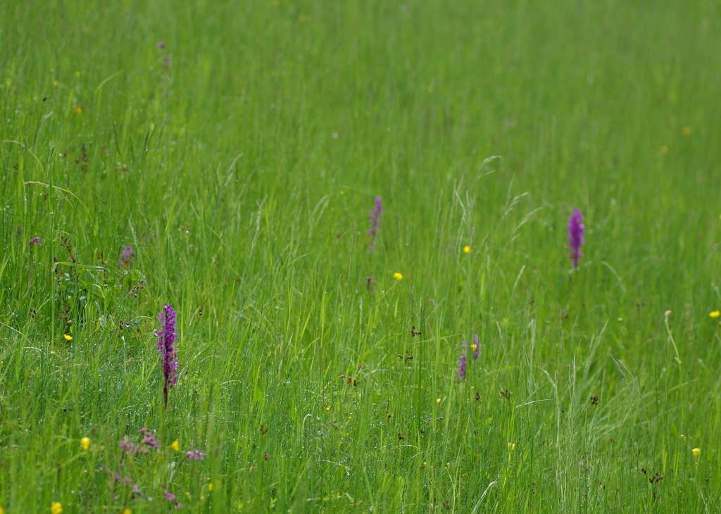 IMGP4090-1024~6.jpg