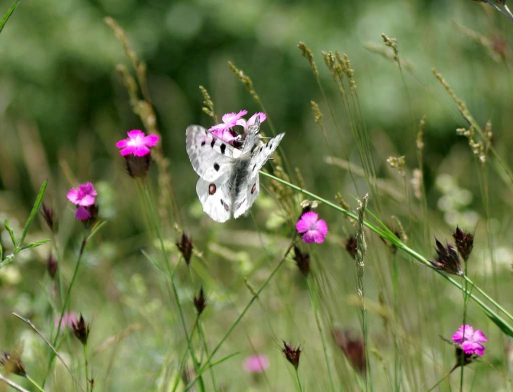 IMGP4100-1024~2.jpg
