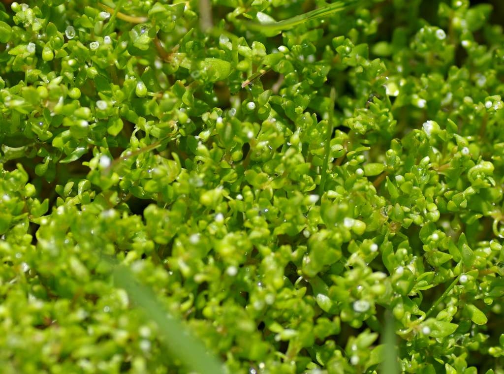IMGP4117-1024~4.jpg