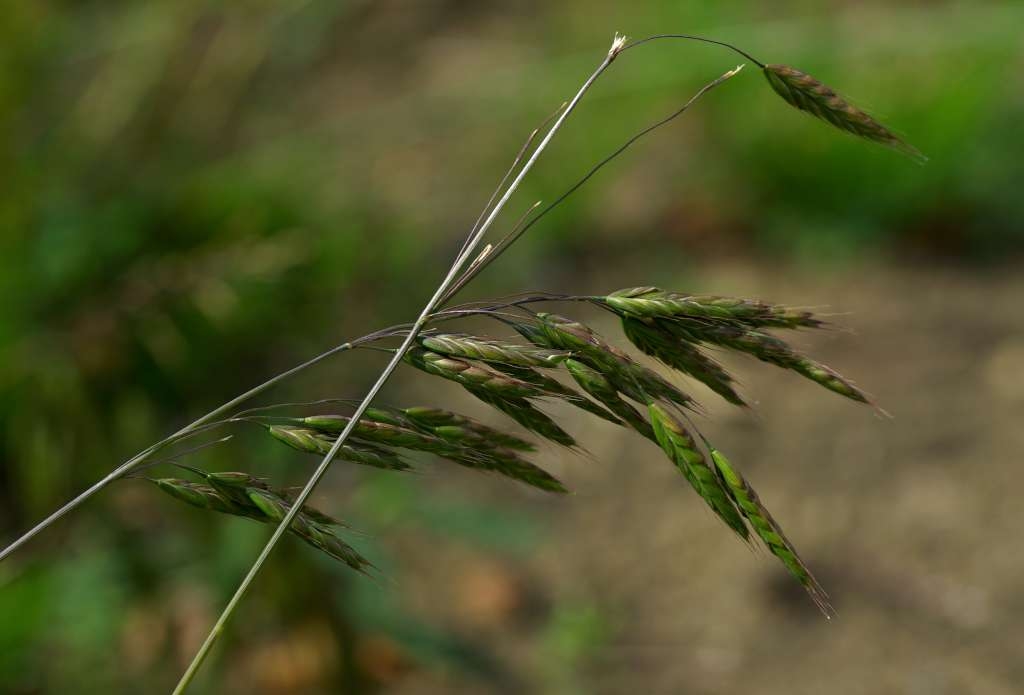 IMGP4128-1024~3.jpg