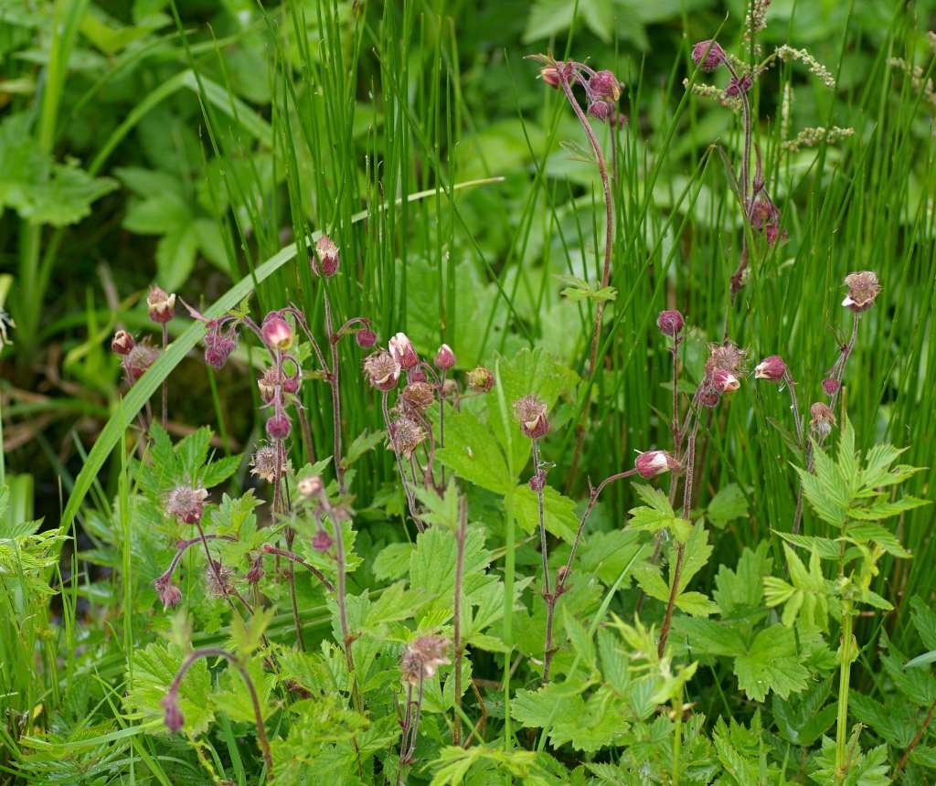 IMGP4128-1024~5.jpg