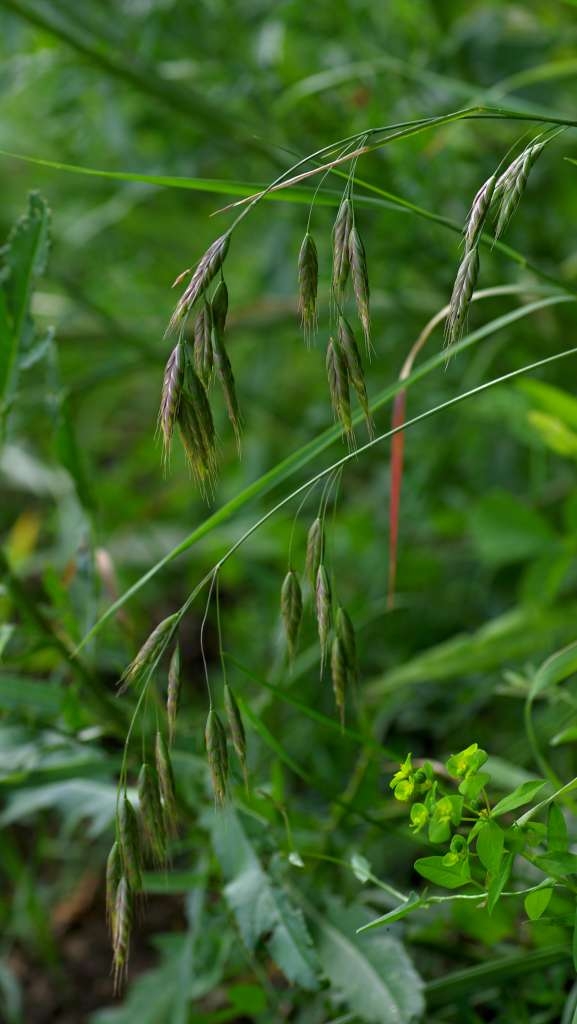 IMGP4137-1024~1.jpg
