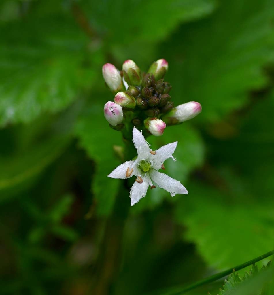 IMGP4137-1024~3.jpg