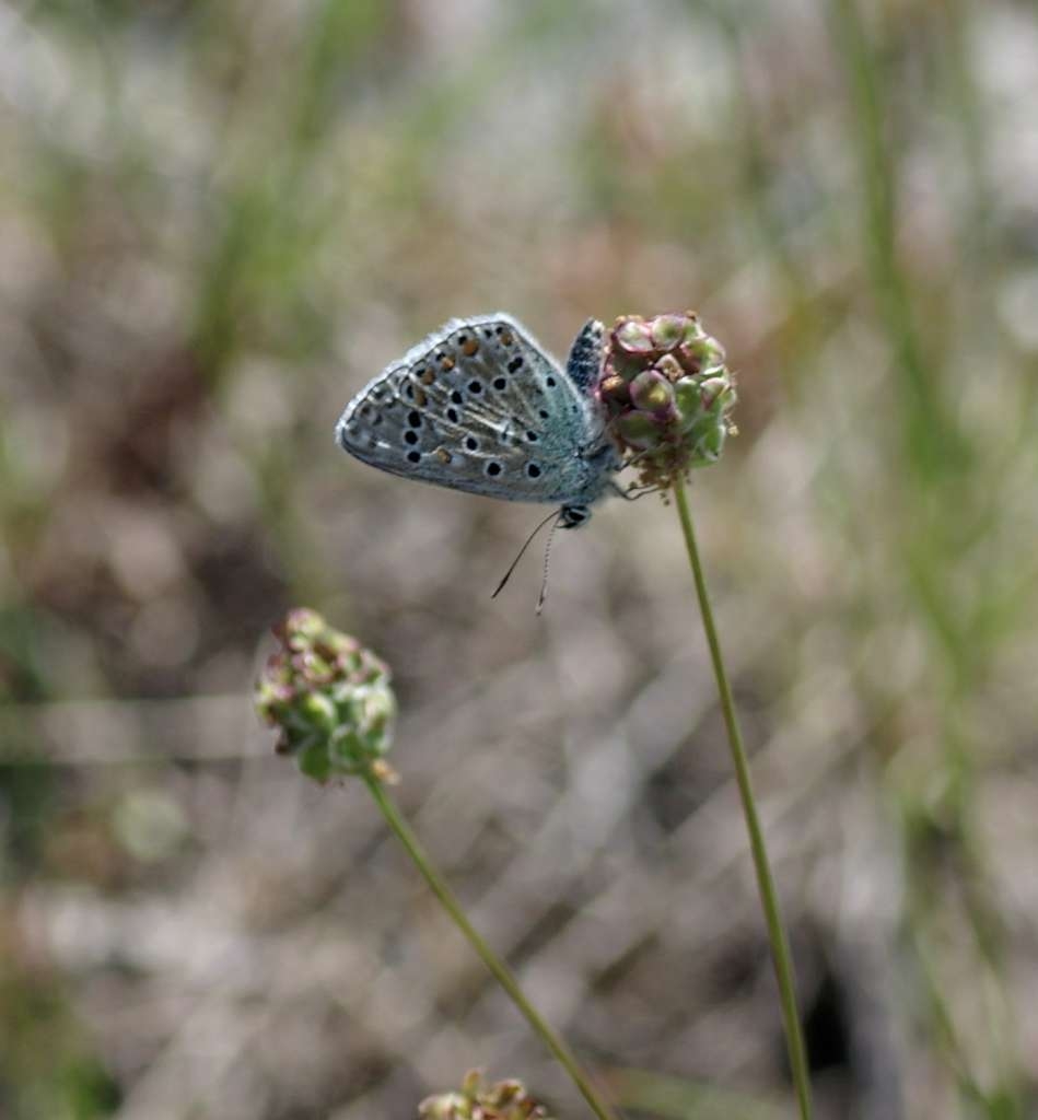 IMGP4138-1024~1.jpg