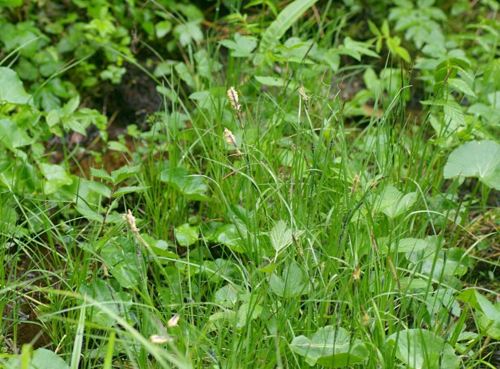 IMGP4158-1024~3.jpg