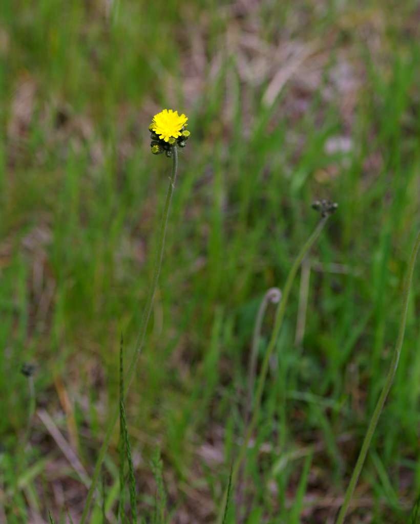 IMGP4159-1024~2.jpg
