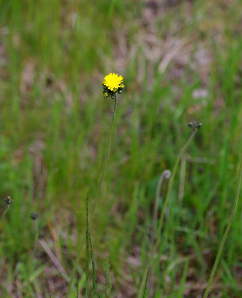 IMGP4160-1024~4.jpg