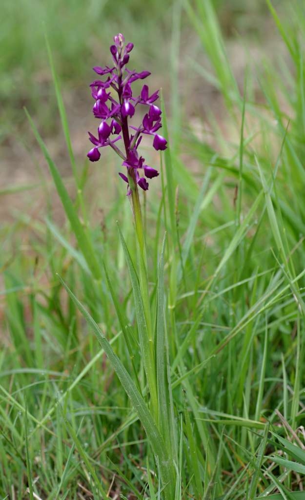 IMGP4162-1024~1.jpg