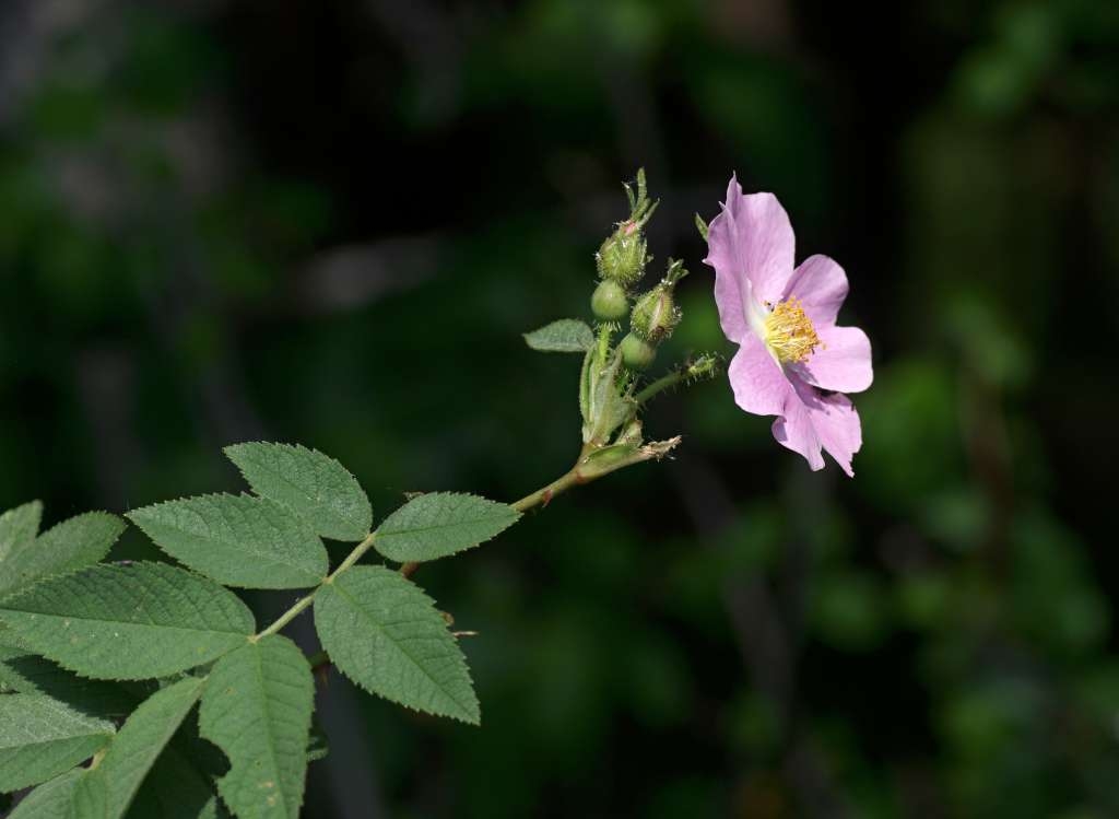 IMGP4162-1024~3.jpg