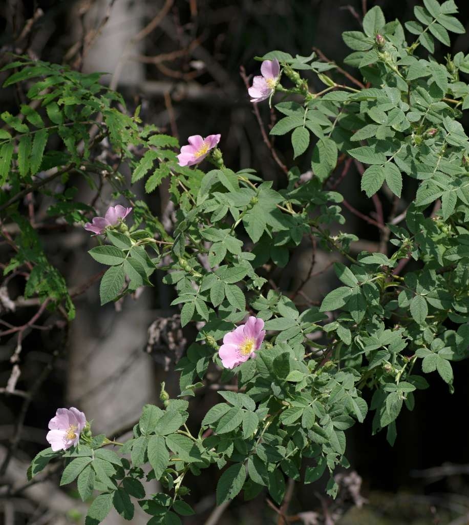 IMGP4173-1024~3.jpg
