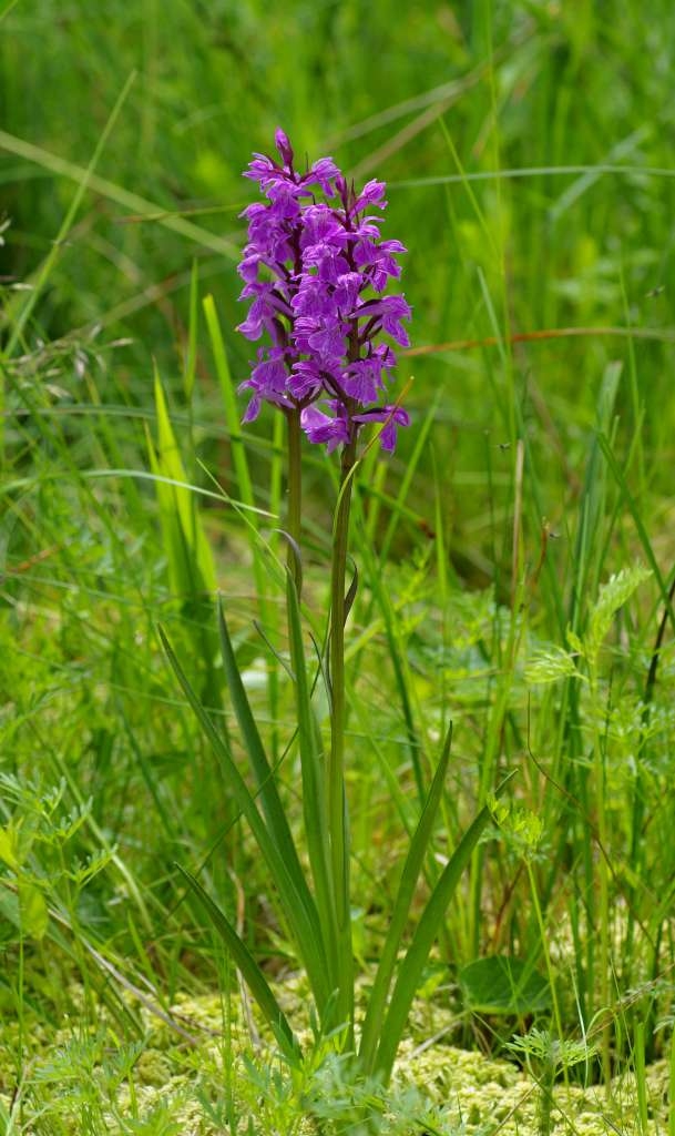 IMGP4180-1024.jpg