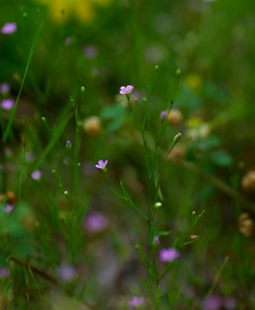 IMGP4201-1024~0.jpg