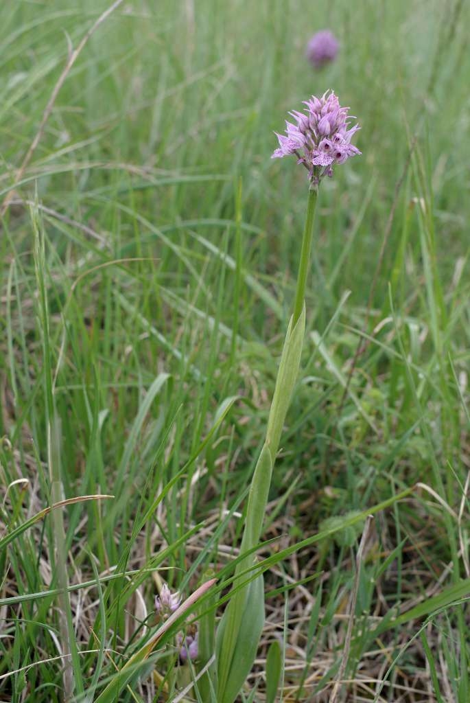 IMGP4225-1024~2.jpg