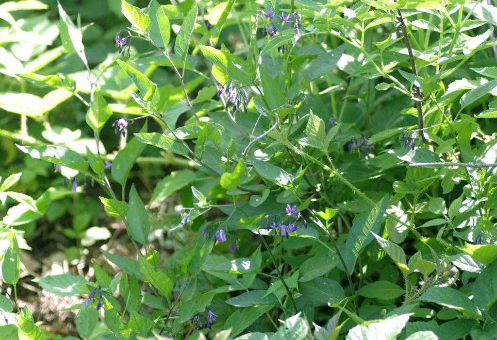 IMGP4231-1024~2.jpg