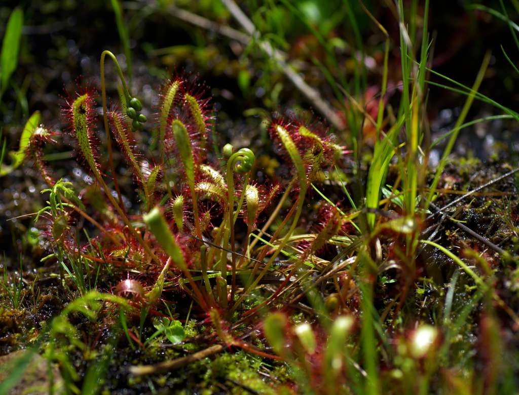 IMGP4249-1024~0.jpg
