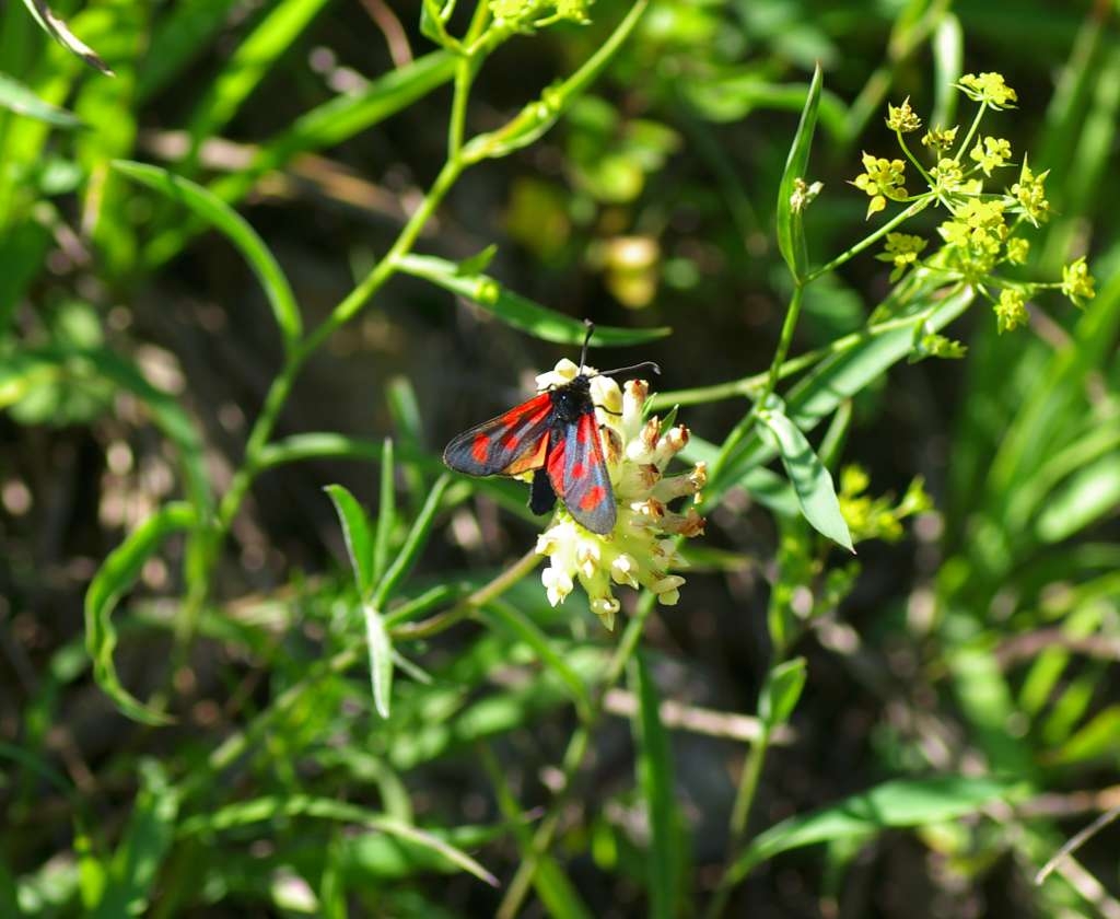 IMGP4252-1024.jpg