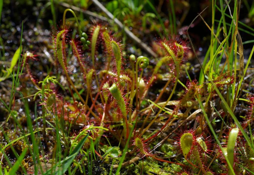 IMGP4259-1024~0.jpg