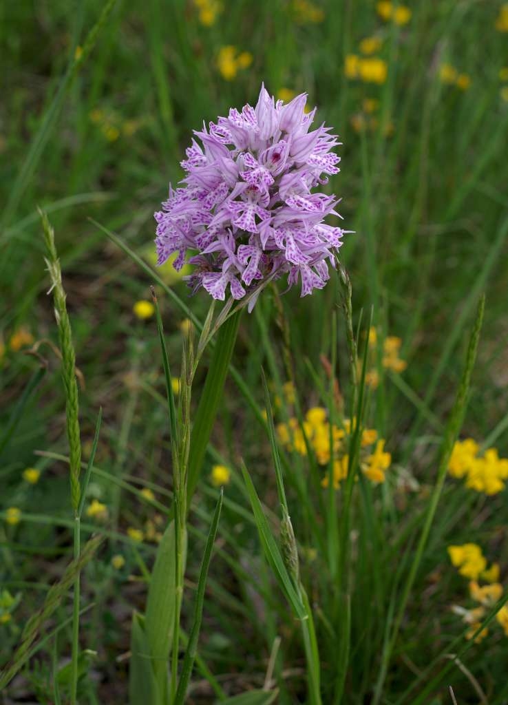 IMGP4279-1024~0.jpg