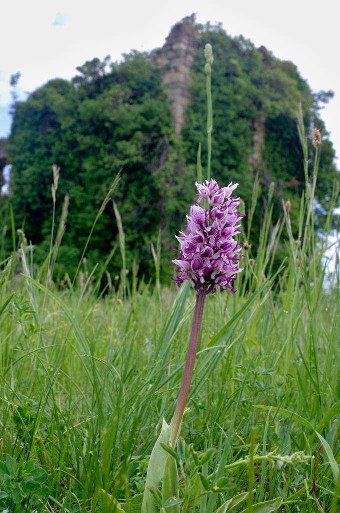 IMGP4284-1024~0.jpg